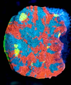 Wysiwyg Rainbow Dynamite Chalice Frag [F28] **SLIGHT TISSUE RECESSION**