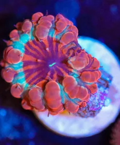 Wysiwyg Blastomussa Frag  [F31]