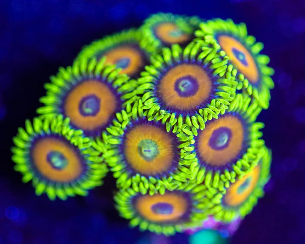 Frag Box Corals