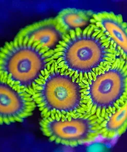Wysiwyg Super Saiyan Zoa Frag [F41]