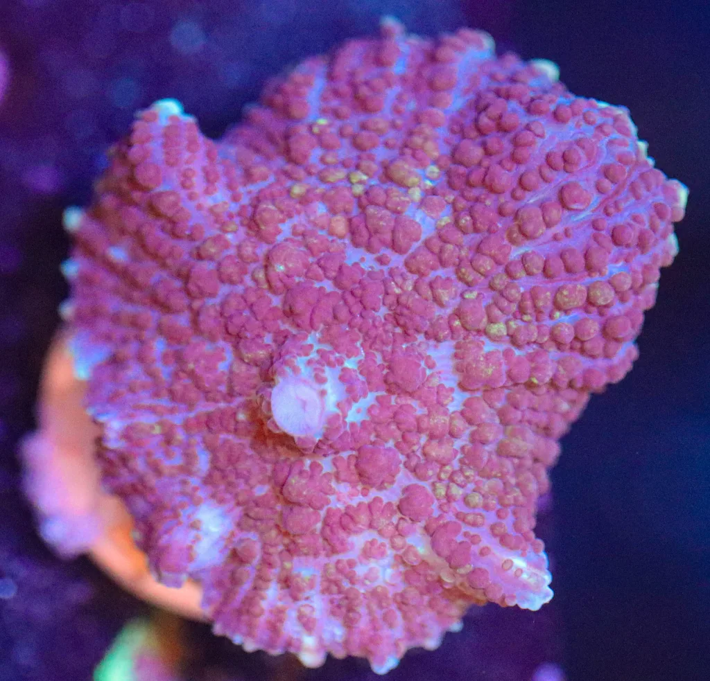 Frag Box Corals