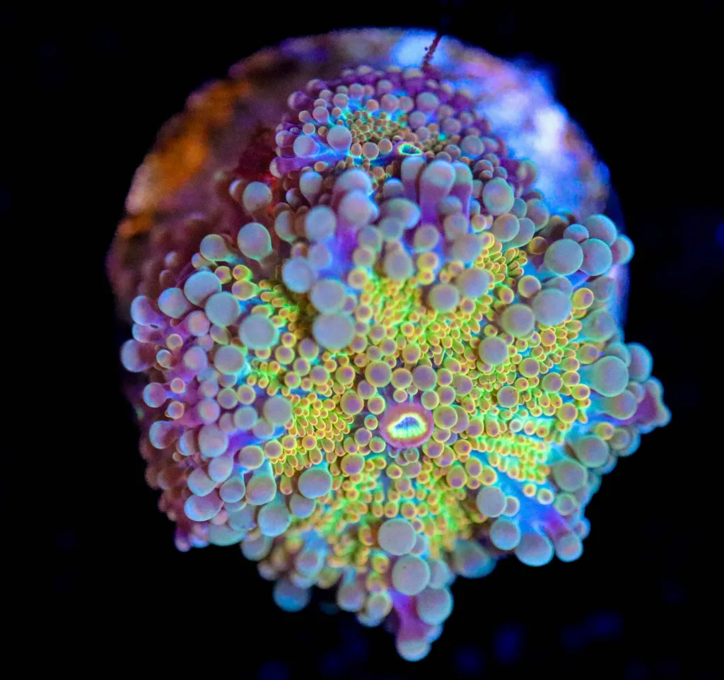 Frag Box Corals