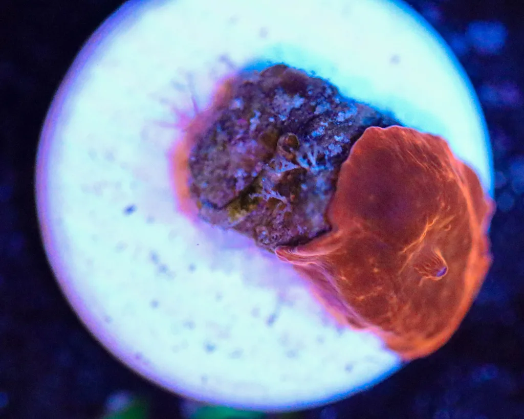 Frag Box Corals
