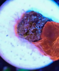 Wysiwyg Mushroom  Frag [F47]