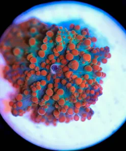 Wysiwy Unique Mushroom Frag [F48]