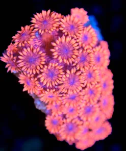 Wysiwyg Goniopora Frag [F49]