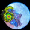 Wysiwyg Rasta Zoanthid Frag [F50]