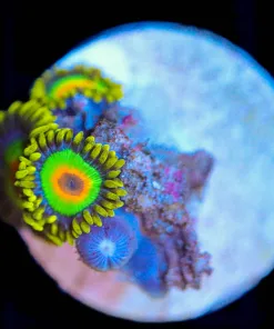 Wysiwyg Rasta Zoanthid Frag [F50]
