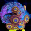 Wysiwyg Fruitloops Zoa Frag [F51]