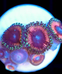 Wysiwyg Zoanthid Frag [F52]