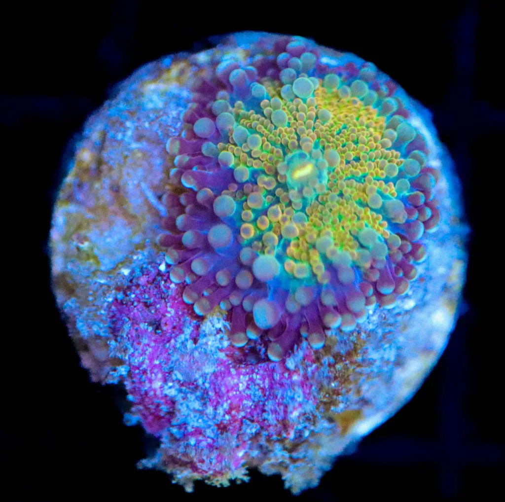 Frag Box Corals