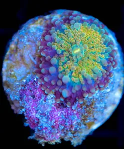 Wysiwyg Ricordea Yuma Frag [F53]