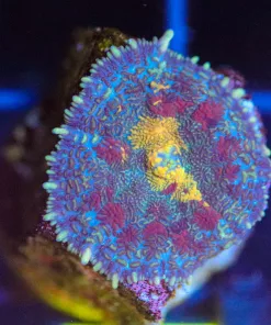 Wysiwyg Rhodactis Mushroom Frag [F57]