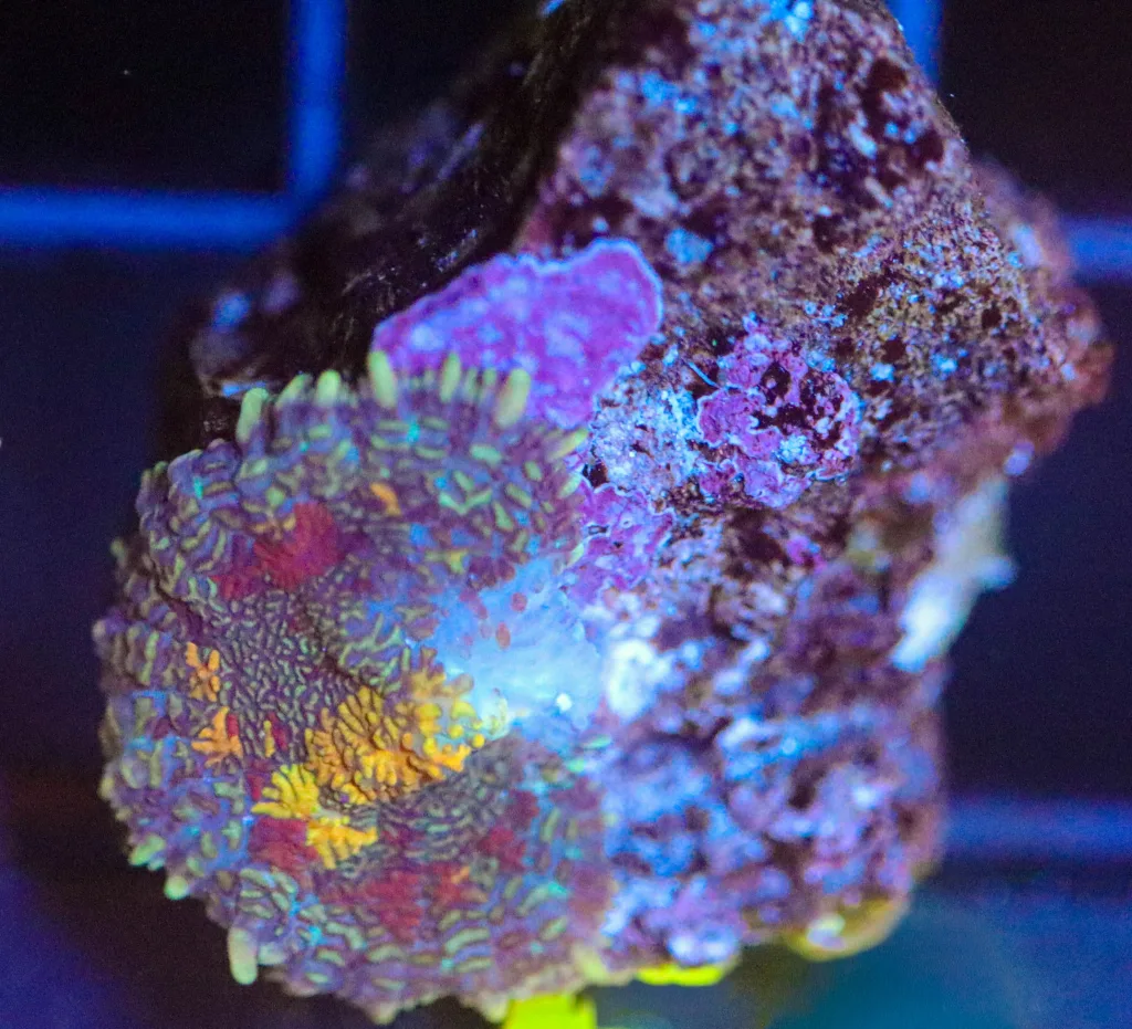 Frag Box Corals