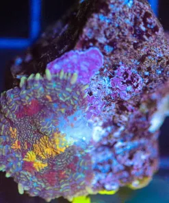 Wysiwyg Rhodactis Mushroom Frag [F58]