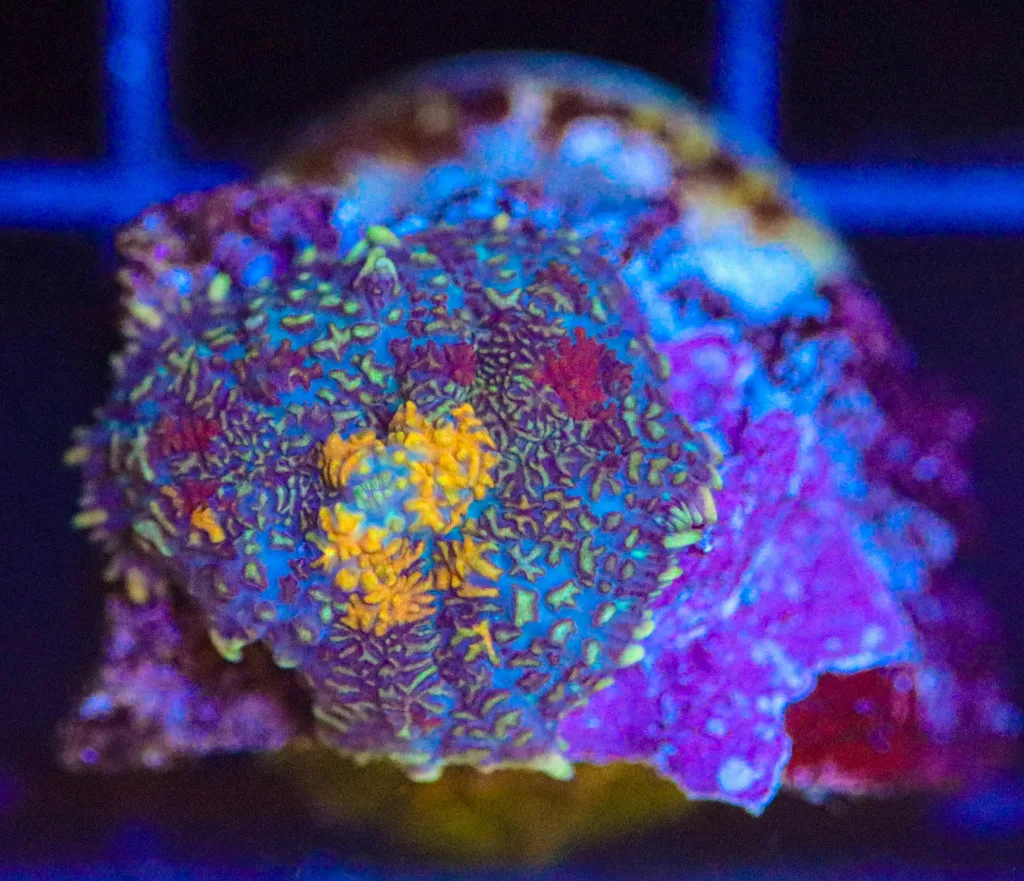 Frag Box Corals