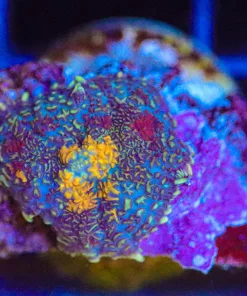 Wysiwyg Rhodactis Mushroom Frag [F59]