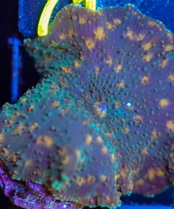 Wysiwyg Large Leopard Mushroom Frag [F64]