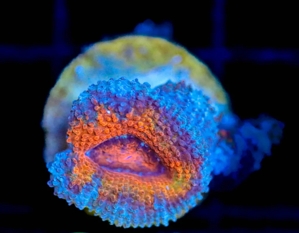 Frag Box Corals