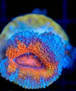 Wysiwyg Acan Frag [F67]