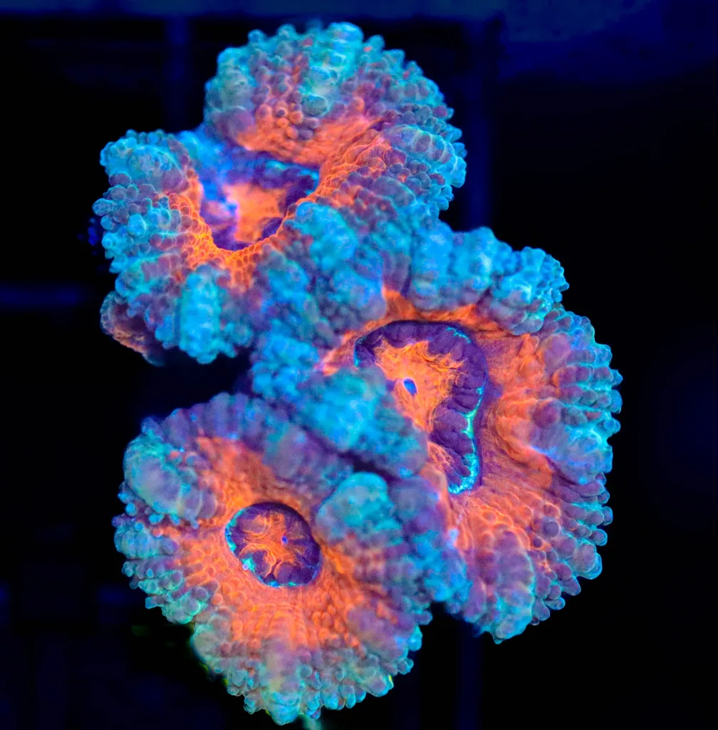 Frag Box Corals
