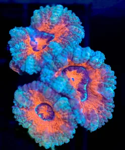 Wysiwyg Acan Frag [F70]