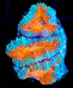 Wysiwyg Acan Frag [F72]