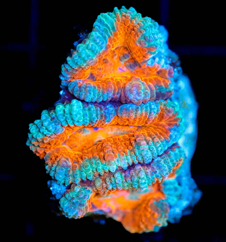 Frag Box Corals