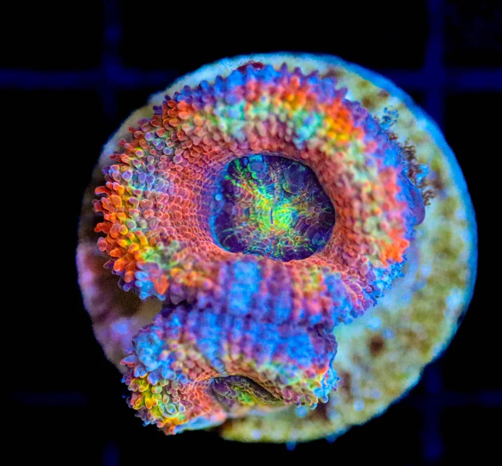 Frag Box Corals