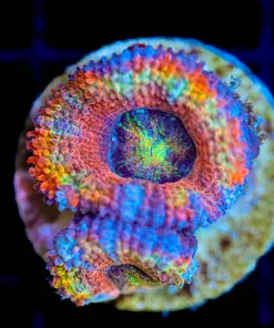 Wysiwyg Small Multicolour Acan Frag [F75]