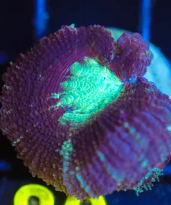 Wysiwyg Small Acan Frag [F80]