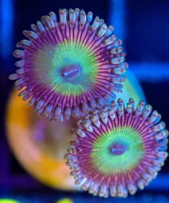 Wysiwyg Zoanthid Frag [F81]