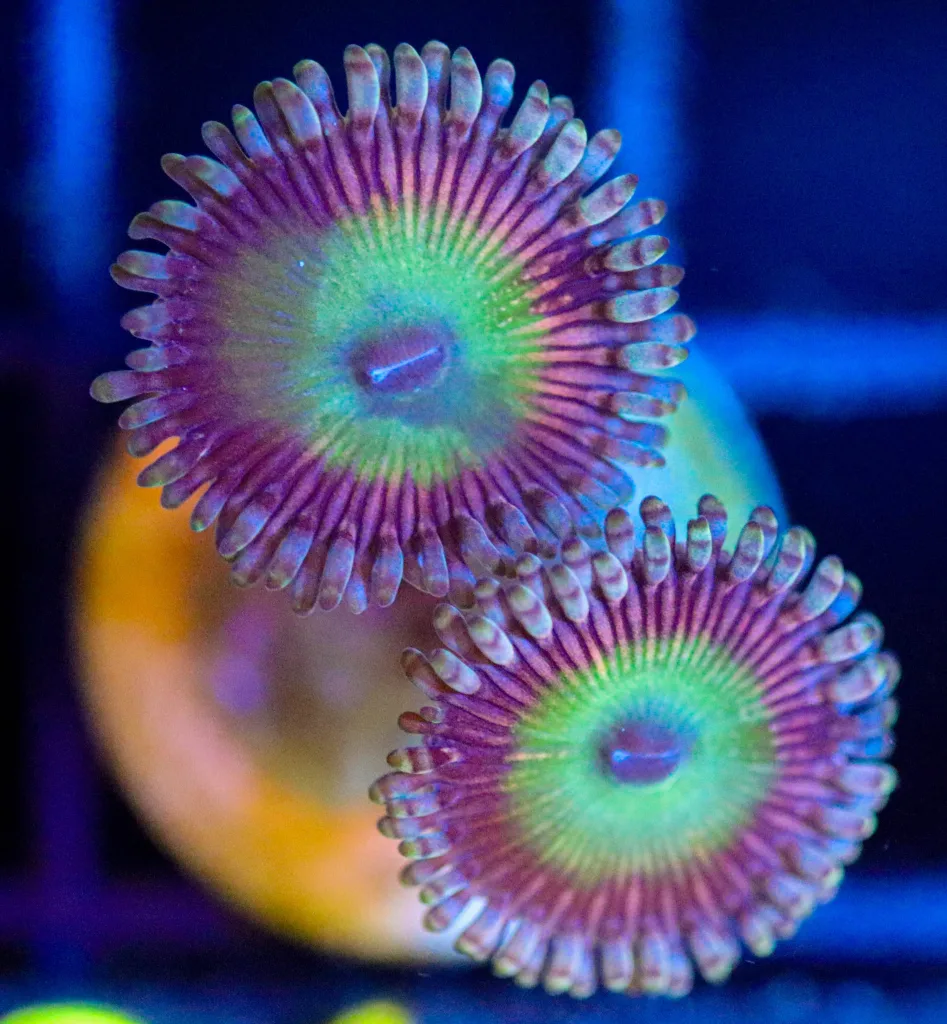 Frag Box Corals