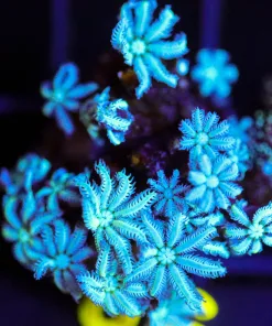 Wysiwyg Sky Blue Pipe Organ Frag [F86]