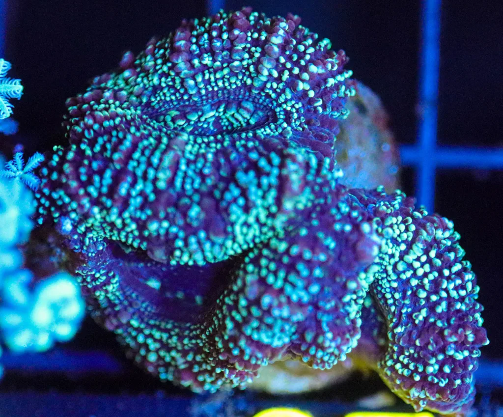 Frag Box Corals