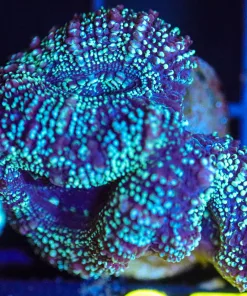 Wysiwyg Time Traveller Acan Frag [F87]