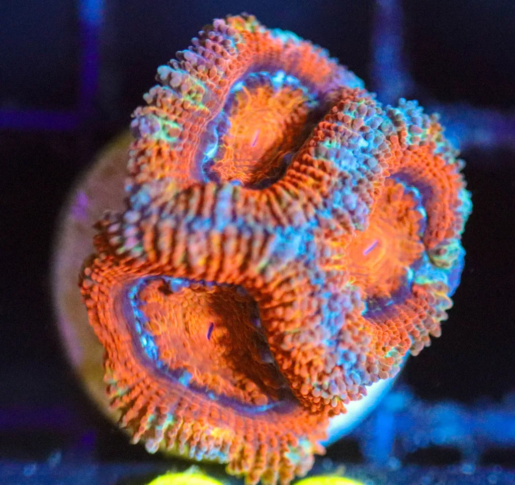Frag Box Corals