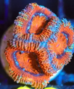 Wysiwyg Acan Frag [F88]