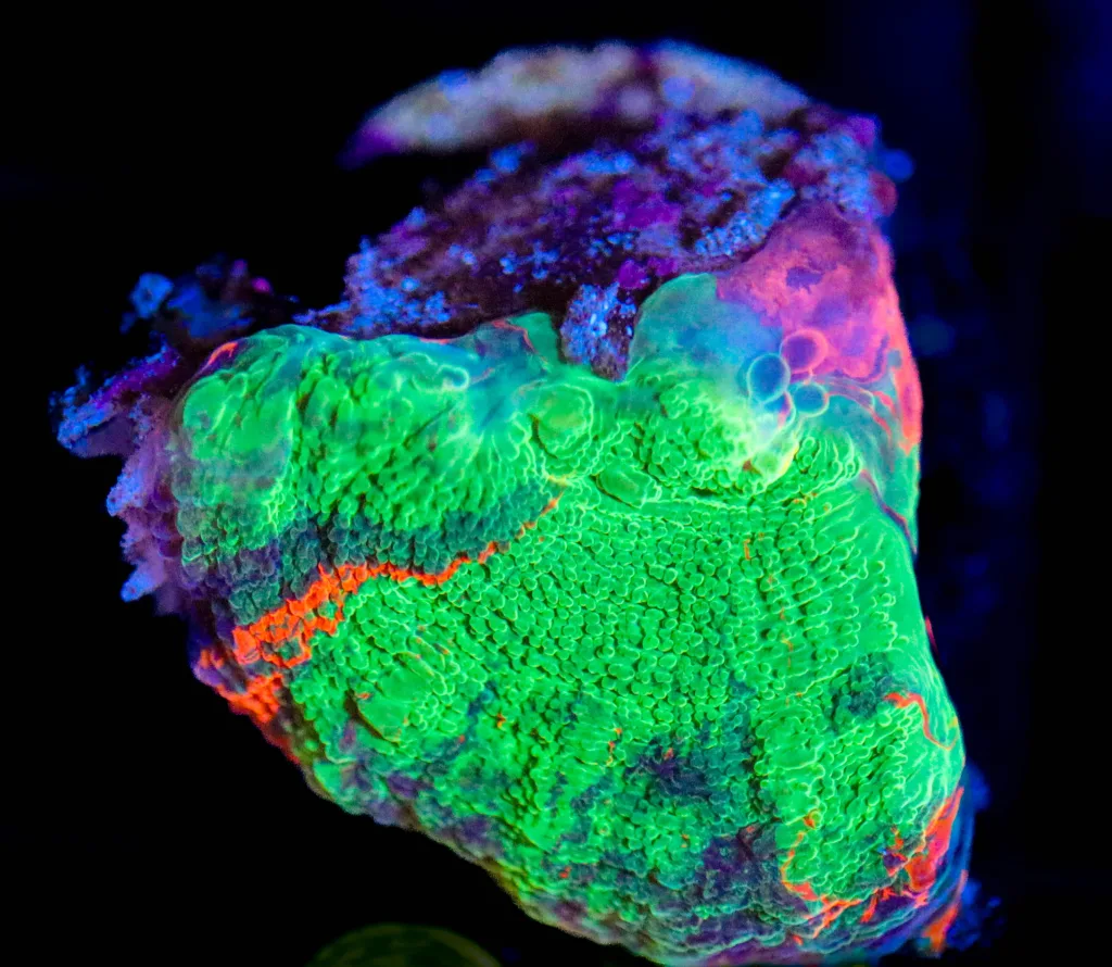 Frag Box Corals