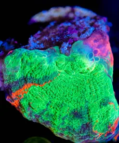 WYSIWYG Scoly Frag [F97]