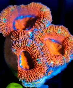 Wysiwyg  Acan Frag [F98]