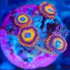 Wysiwyg Zoanthid Frag [F99]