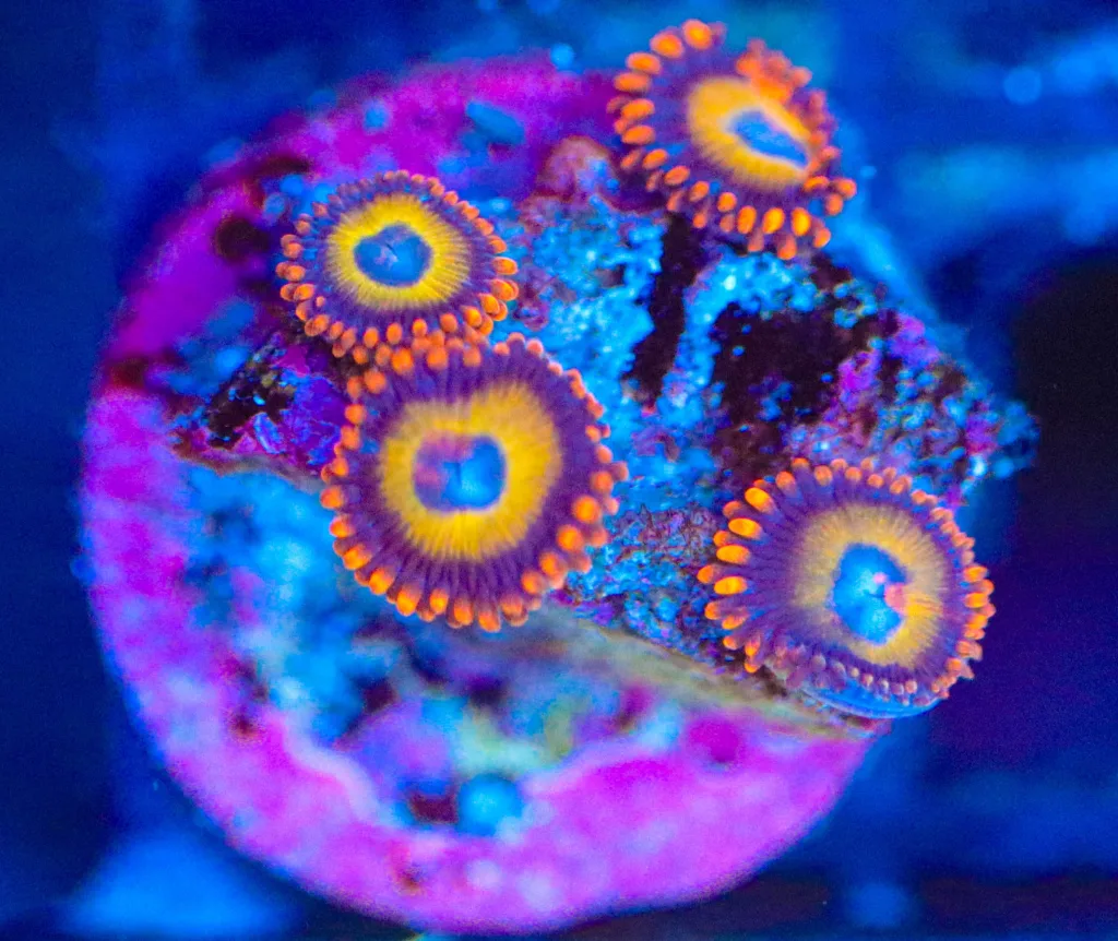 Frag Box Corals