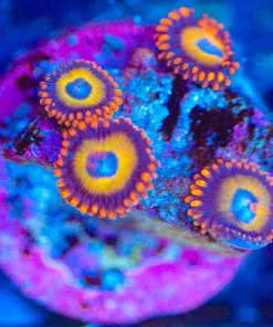 Wysiwyg Zoanthid Frag [F99]