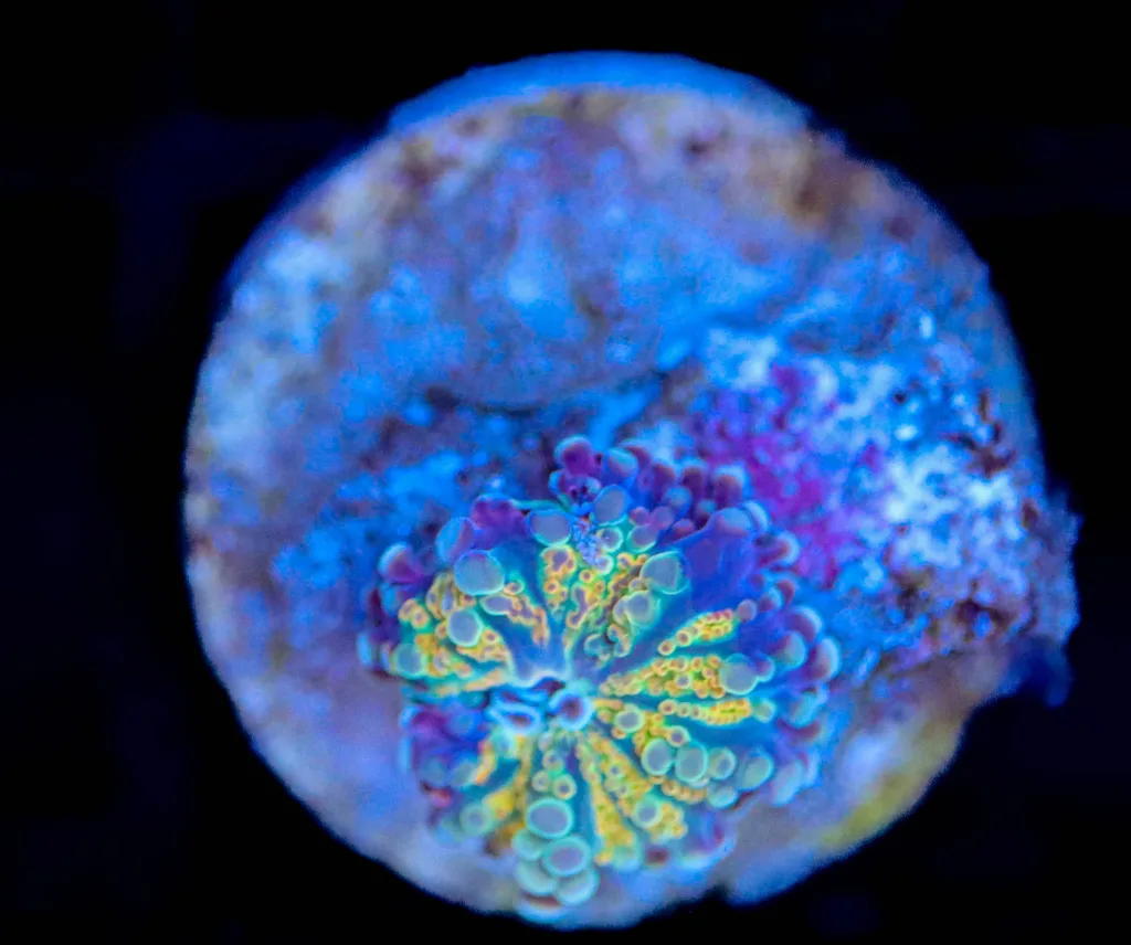 Frag Box Corals