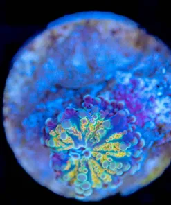 Wysiwyg Ricordea Yuma Frag [F102]