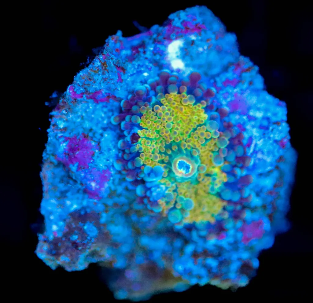 Frag Box Corals