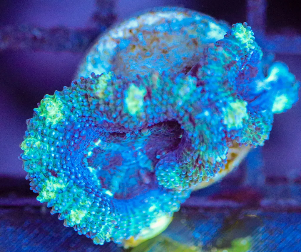 Frag Box Corals