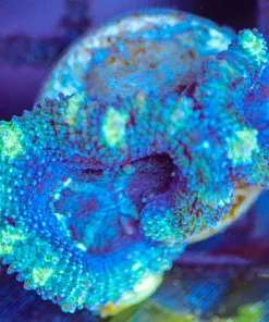 Wysiwyg Acan Frag [F104]