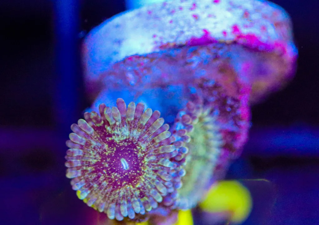 Frag Box Corals